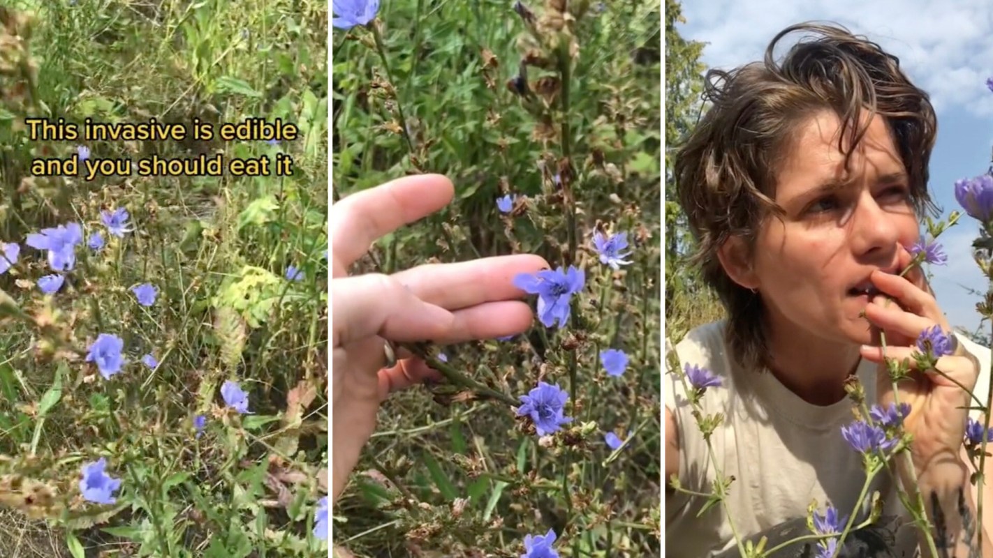 Hiker reveals commonly found invasive flowers are edible and versatile ...