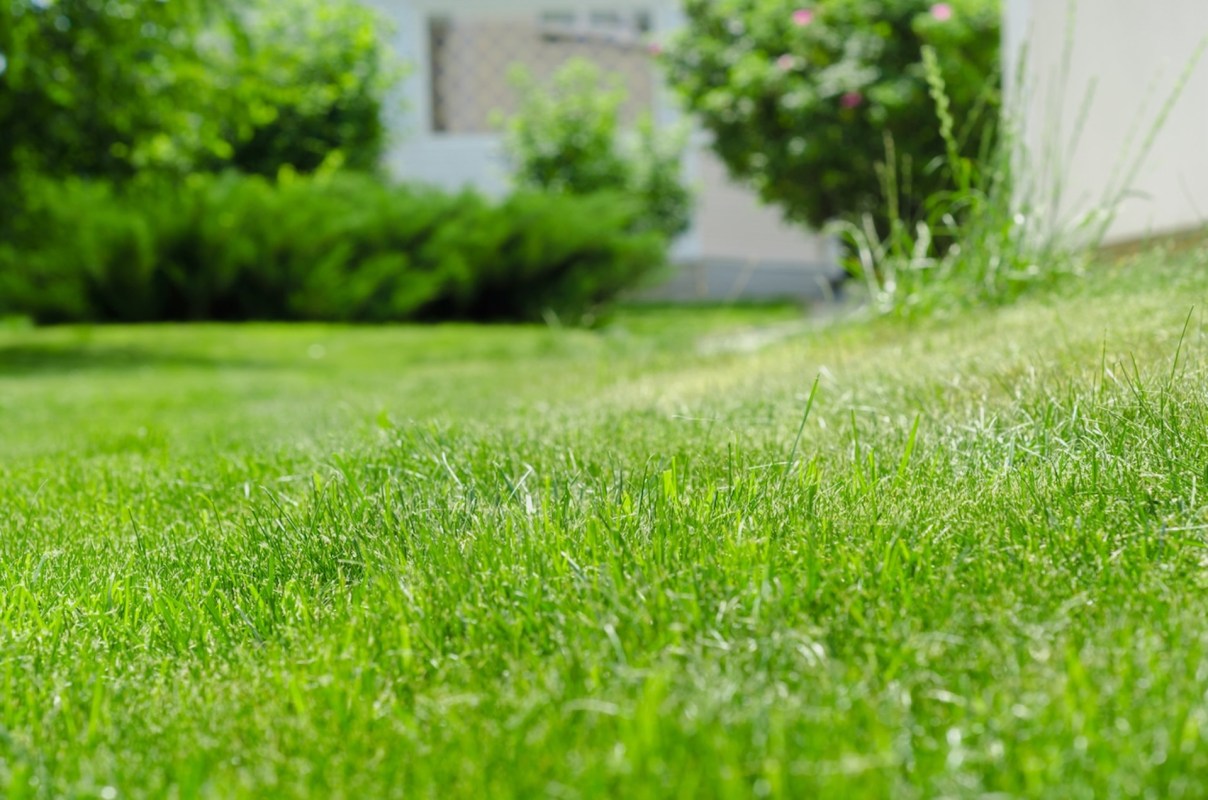 Converting a traditional grass lawn to native plants offers myriad benefits for both the environment and homeowners' wallets.