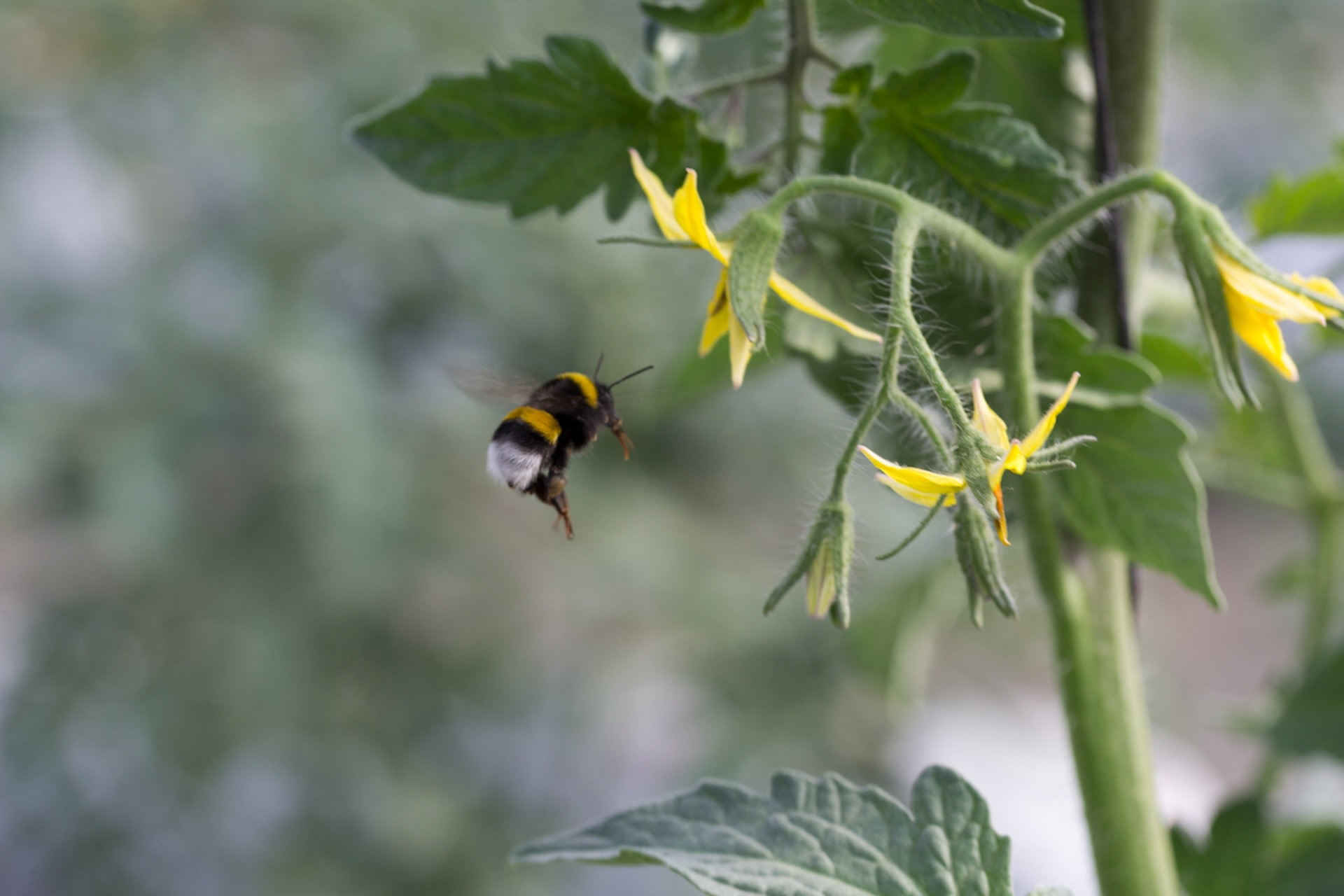 New study suggests pesticides cause more harm to bees than previously thought: 'Devastating consequences on a population scale'