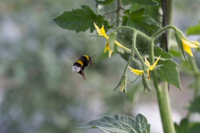Rising global temperatures, largely a consequence of our society’s reliance on dirty energy sources like gas and oil, have also been found to harm bee populations.