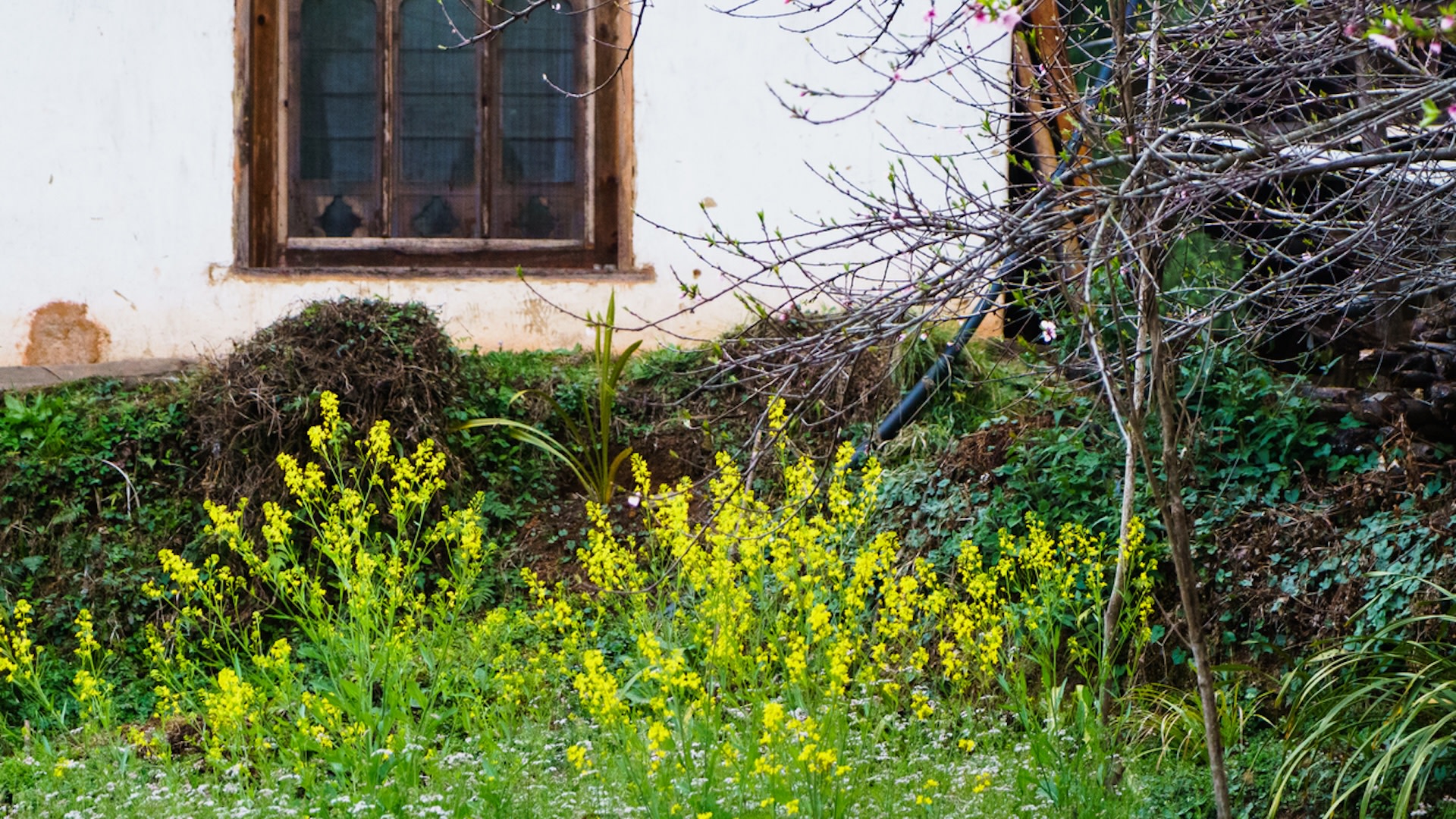 "We've had nearly 100 stalks pop up on our property."