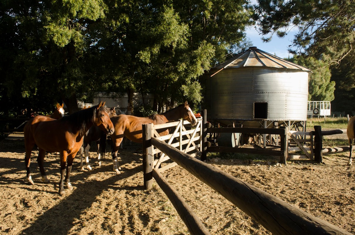 Animal manure contains contaminants such as E. coli and nitrates that affect the water quality of nearby lakes, rivers, and reservoirs.