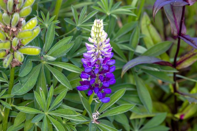 Beyond creating a beautiful space, cultivating native plants creates food and shelter for local wildlife.