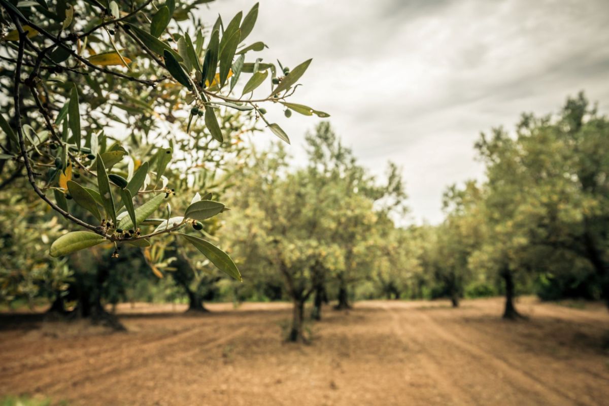 The year's trends were affected by adverse weather conditions at different times of the year.