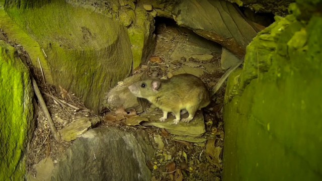 "The Allegheny woodrat is a remarkable species."