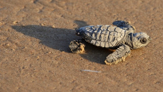 Sea turtles are more important than ever.