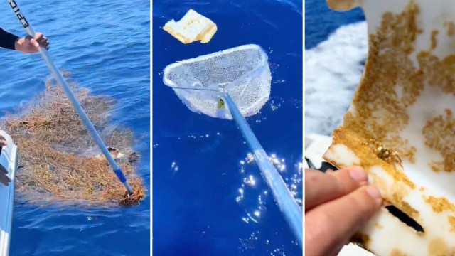 "It's important to remove trash out of the ocean."