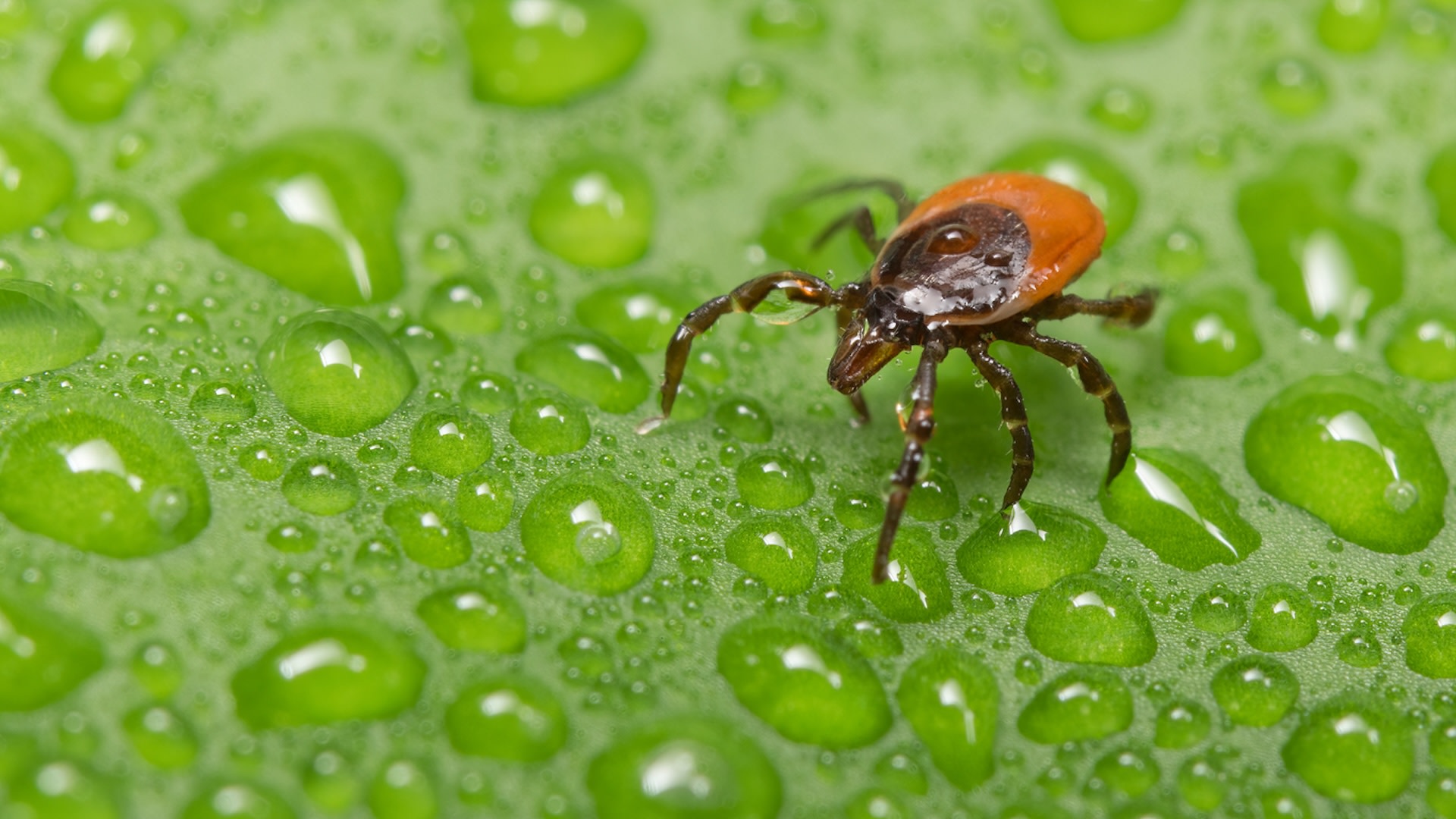 Woman's health scare highlights public threat of invasive ticks 'The