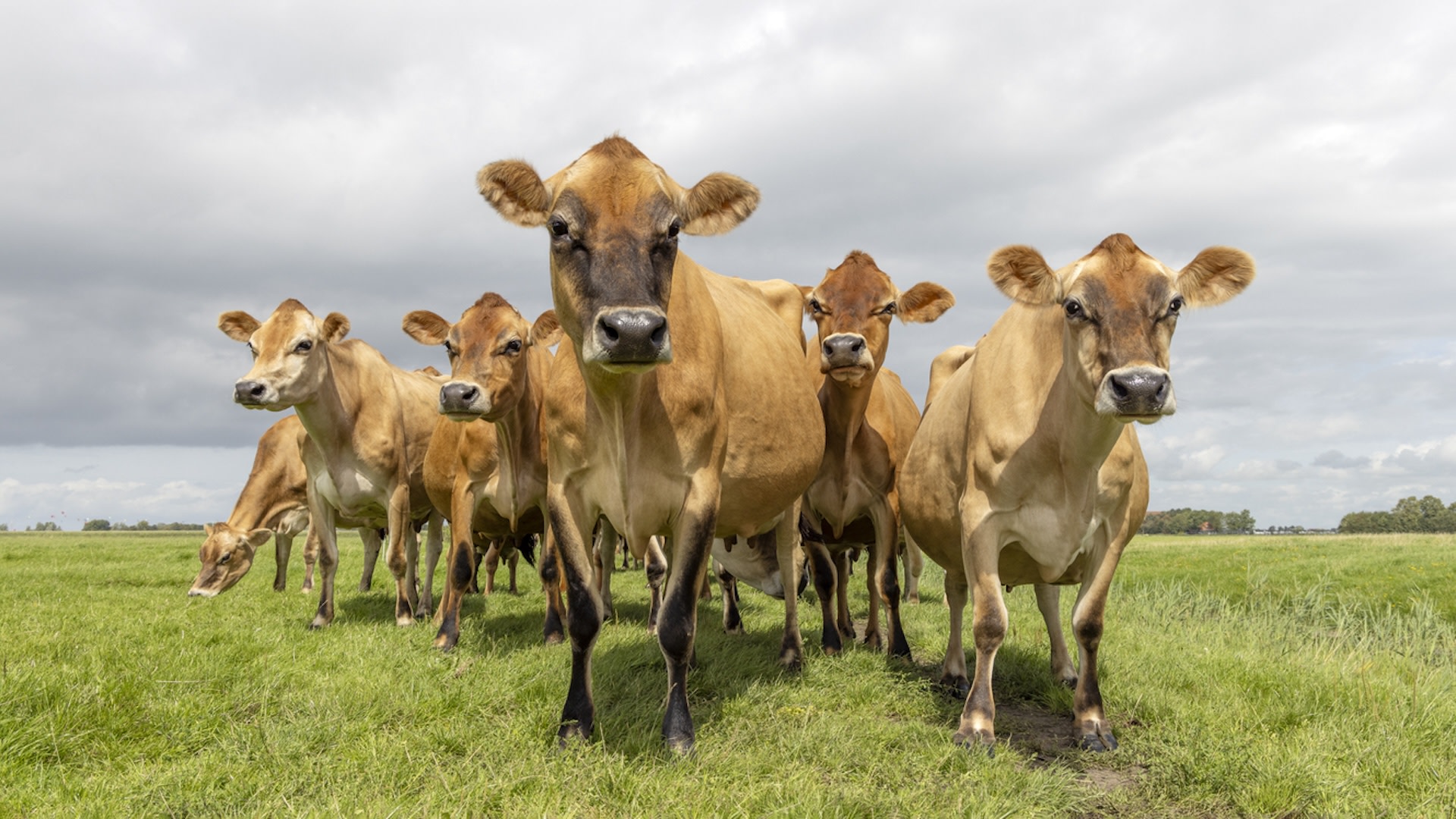 A Department of Health and Human Services spokesperson has said the government is in the final stages of preparing for distribution 4.8 million doses of a vaccine "well-matched to the bird flu."