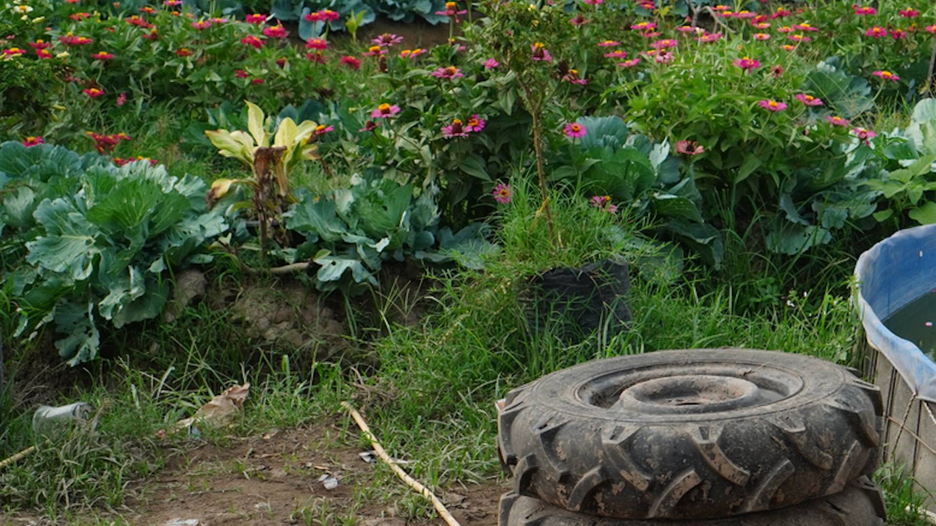 Gardener issues PSA about health hazards of using old tires in garden: 'I certainly wouldn't risk it'