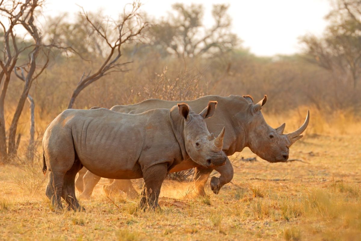 There are flickers of hope for rhinos.