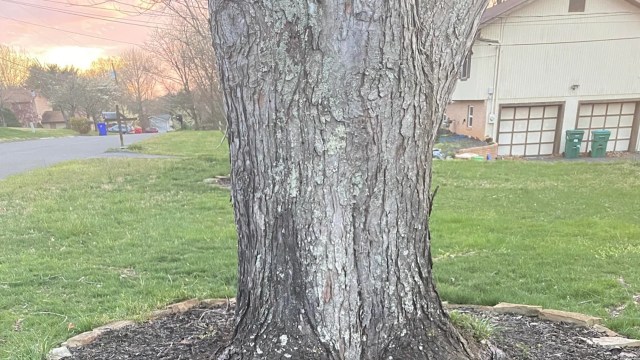 "Pull it up and toss it. ... The soil underneath is just terrible."