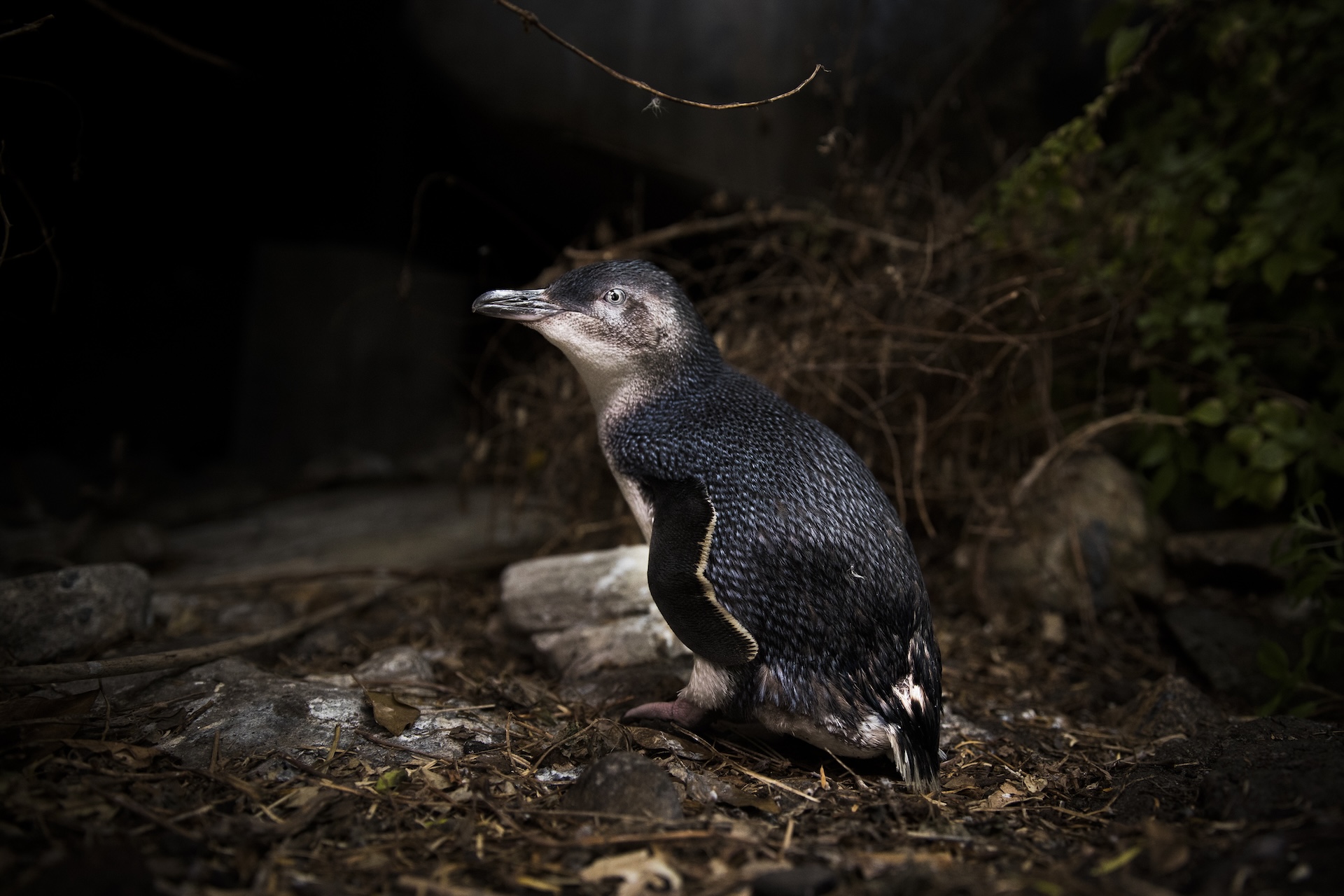 The population of penguins on the island has decreased by two-thirds in the last five years.