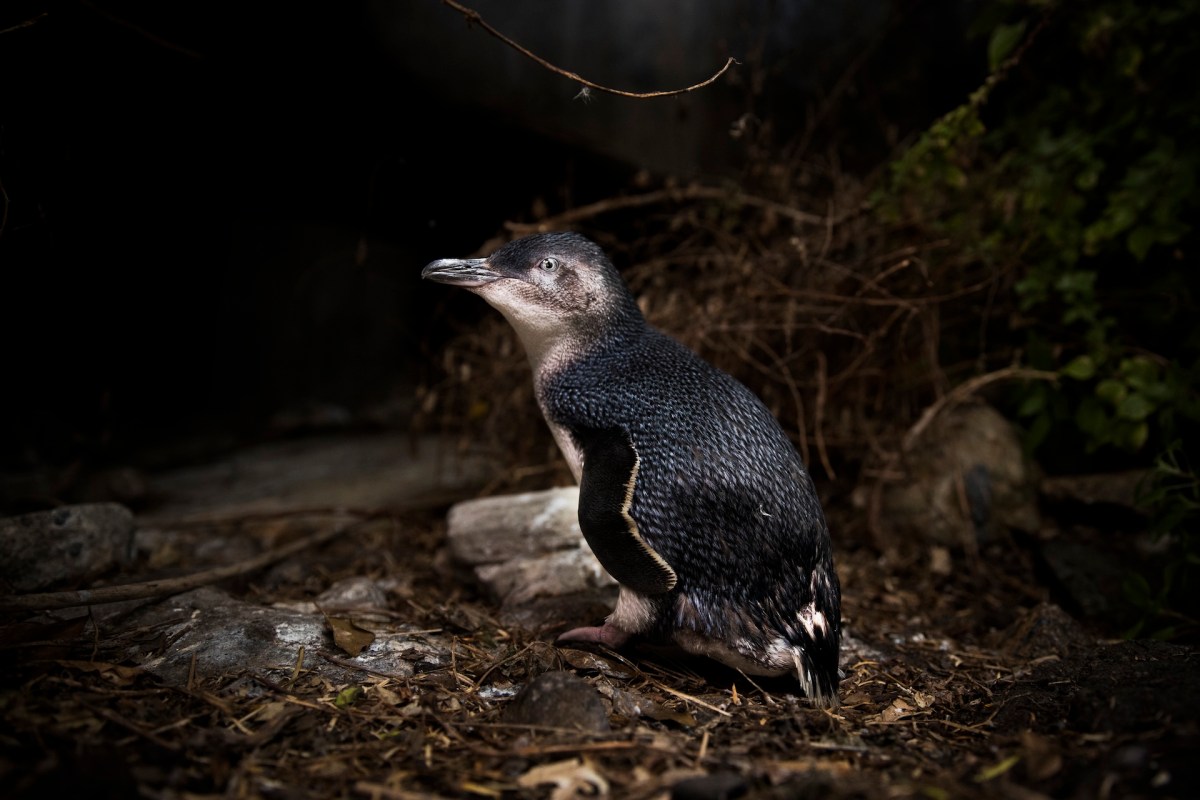 The population of penguins on the island has decreased by two-thirds in the last five years.