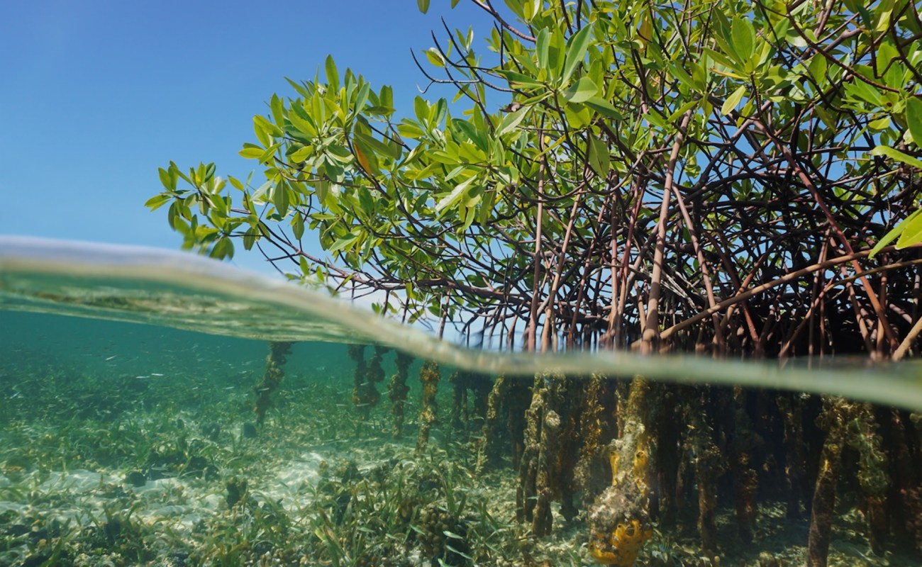 Mangroves play a crucial role in the reduction of global pollution.