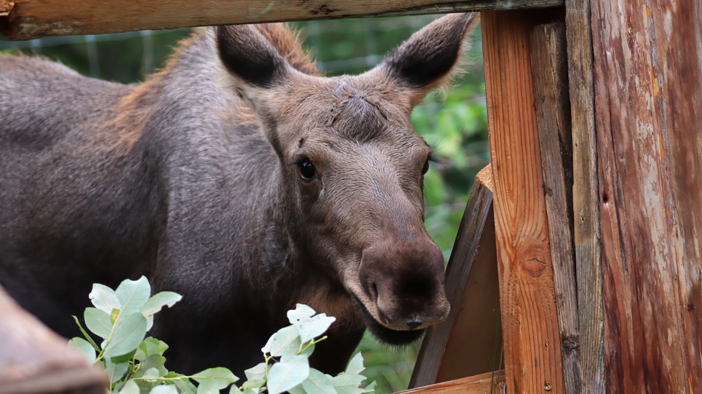 "At first, we thought this might be a wild moose chase, but it was very real."