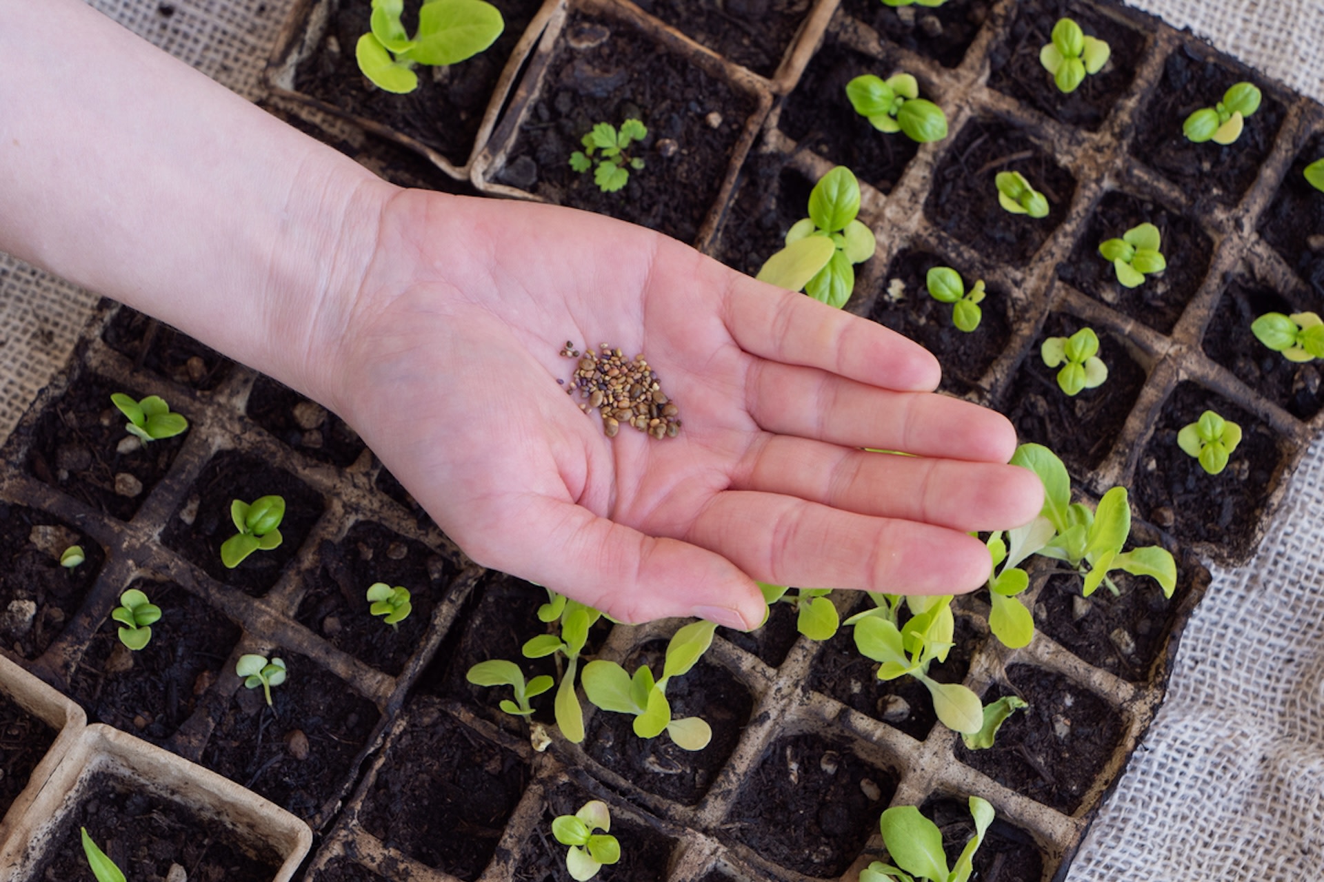 Novice gardener seeks advice to correct mistake after planting store-bought seed mix: 'It's a costly lesson learned'