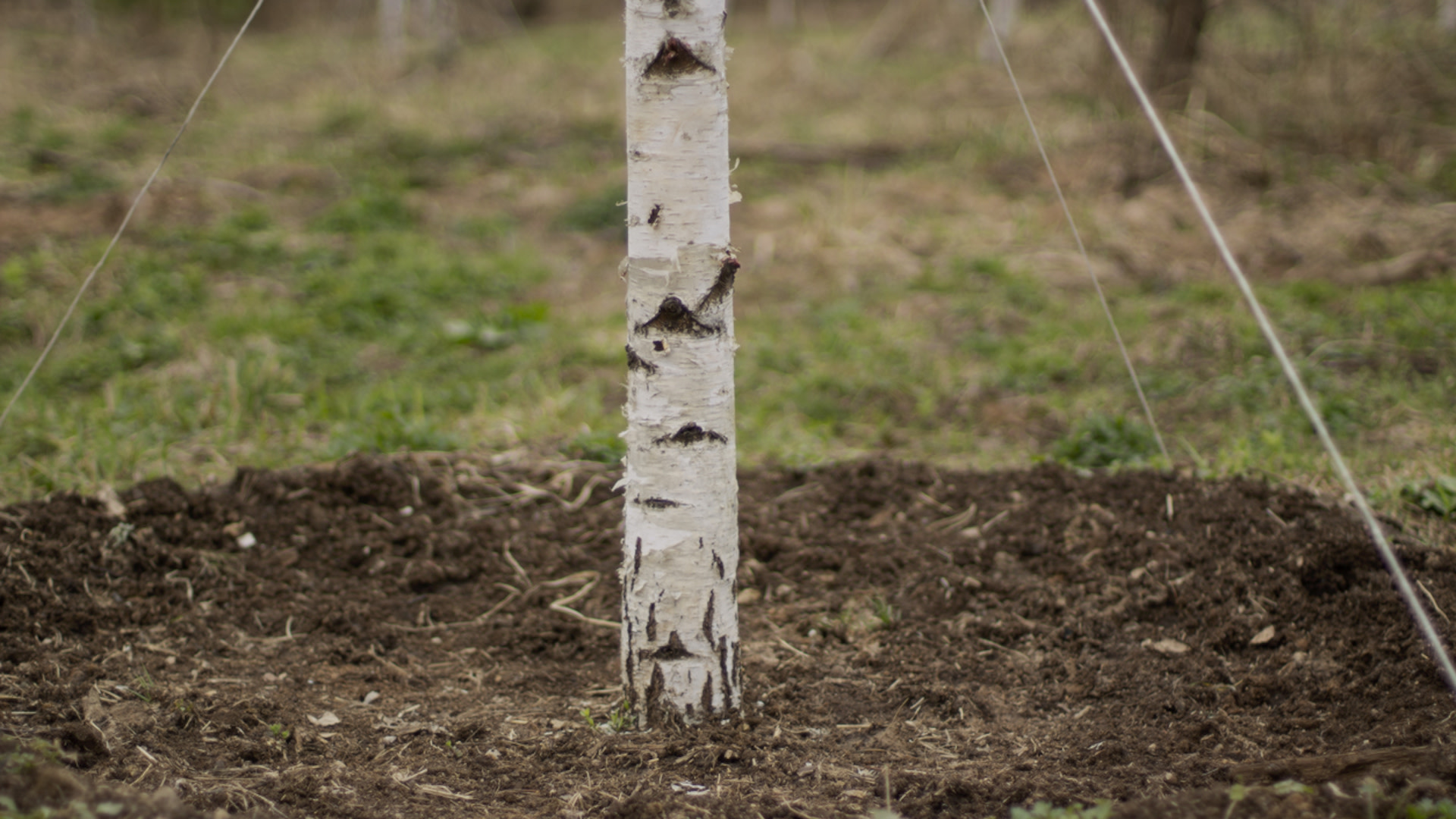 There wasn't a question as to whose property the trees were planted on.