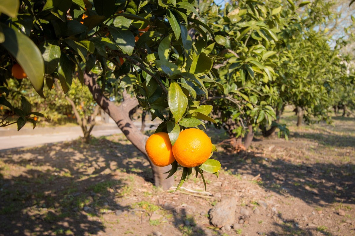 Prices of orange fruit concentrate recently rose to a new high of nearly $5 a pound.