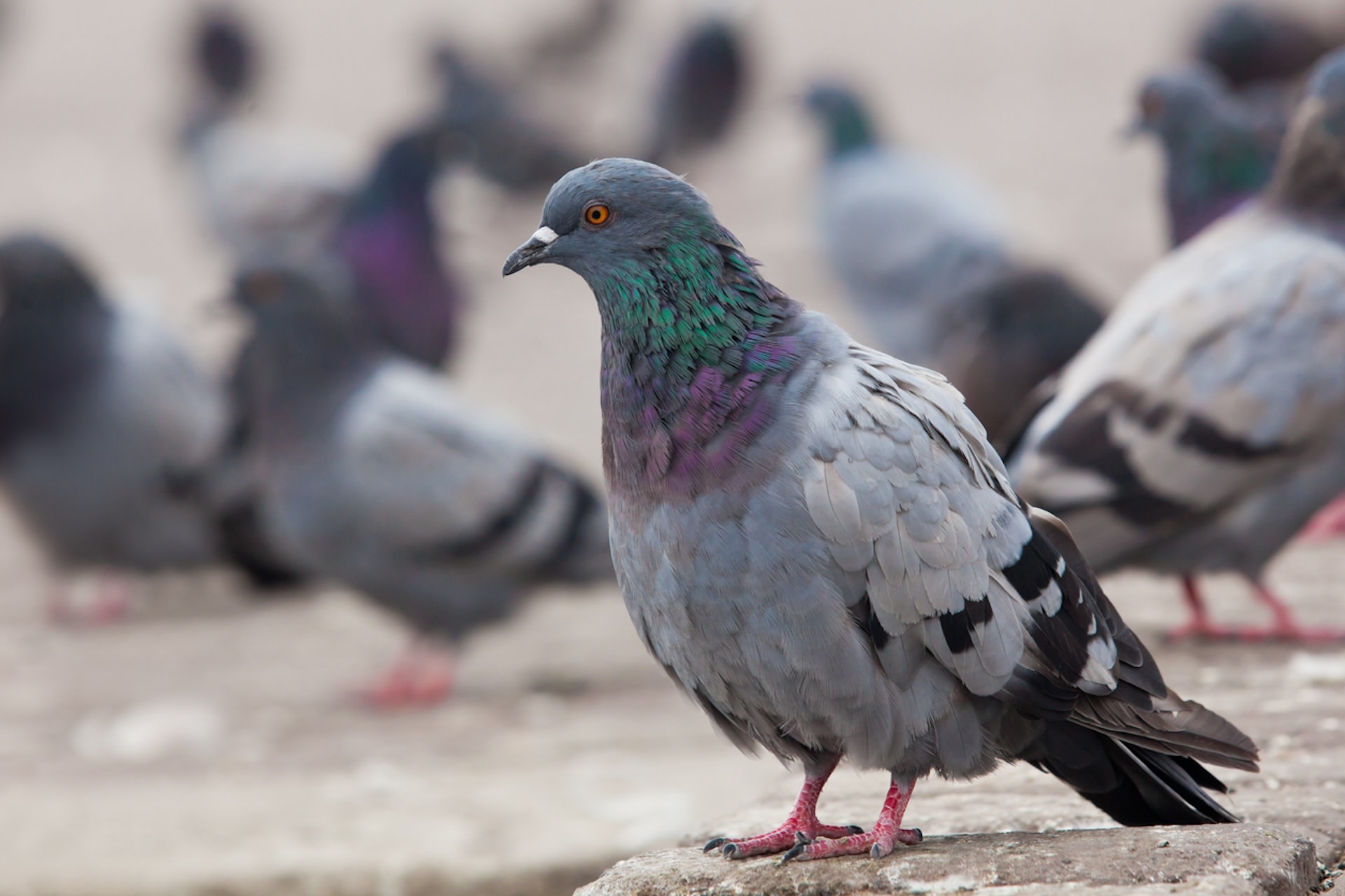 Animal sanctuary issues warning after taking in pigeon used for gender ...