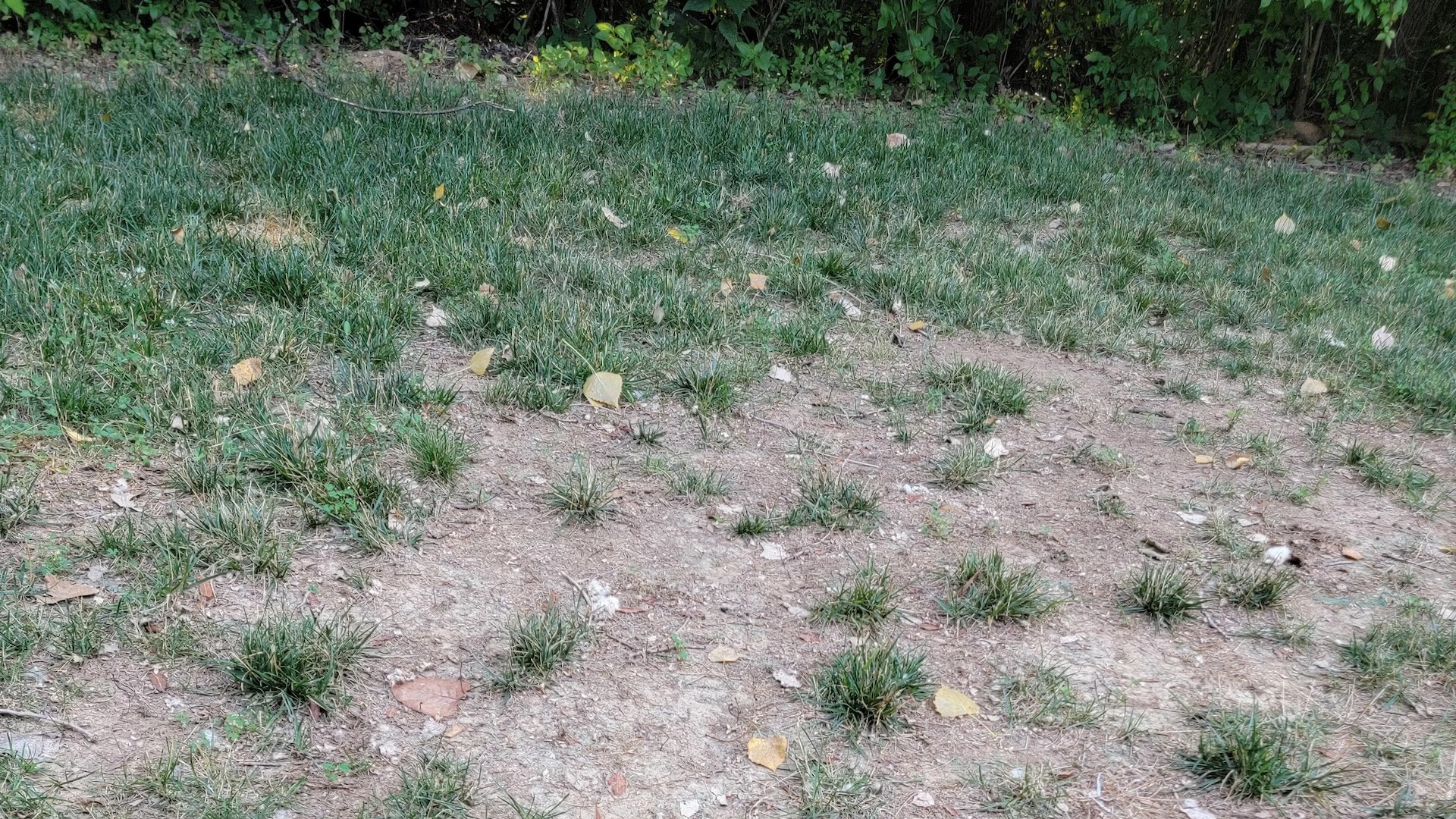 Homeowner uncovers 'frustrating' landscaping blunder left by previous owners: 'The best thing to do is rip it all up'