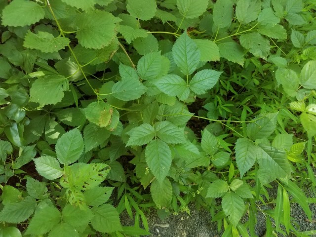 "That buffer zone is full of poison ivy and other viney, spikey plants that keep trying to come through my fence into the yard."