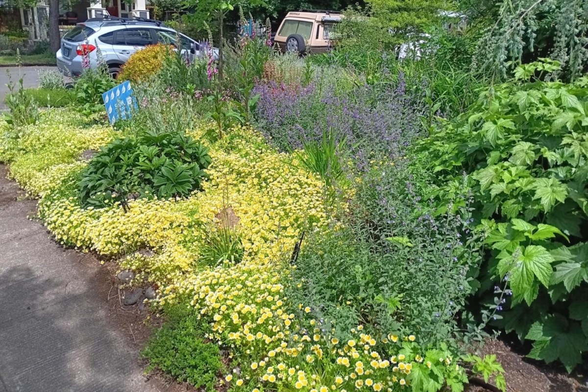 Homeowner sparks inspiration after sharing beautiful garden results: 'This is how you replace your lawn'