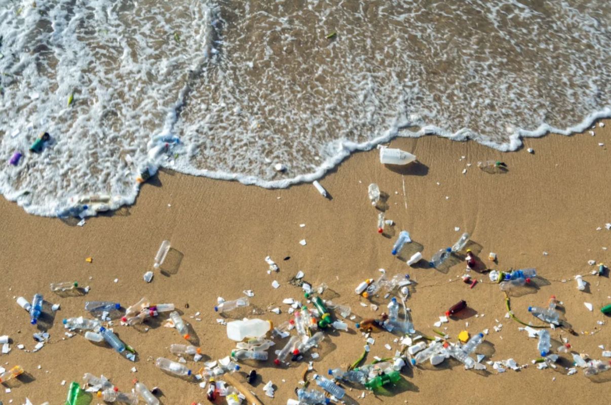 Scientists discover plastic-eating marine fungus on debris floating in the Great Pacific Garbage Patch: 'Once the plastic has been carried there, it gets trapped there'