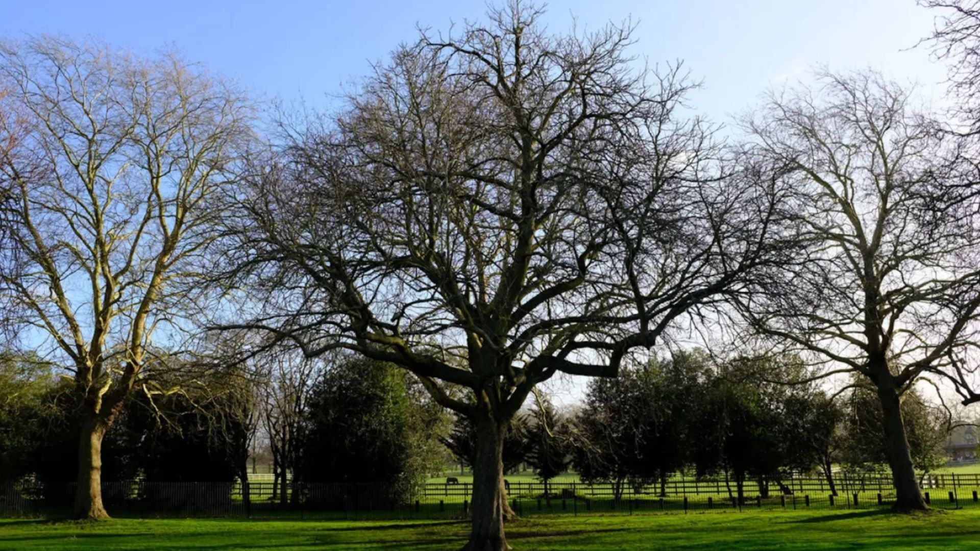 "For me, the trees are trying to tell us things."