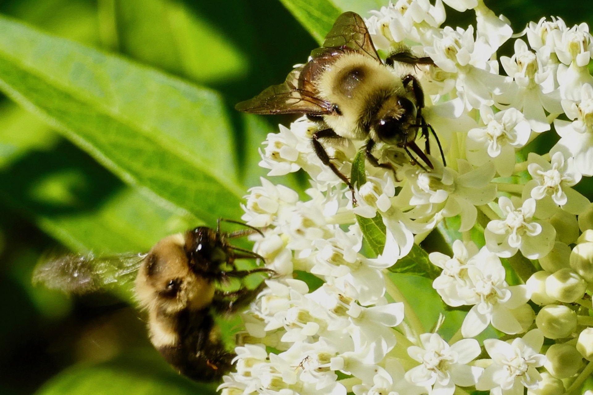 The bee’s population has plunged by 90%.