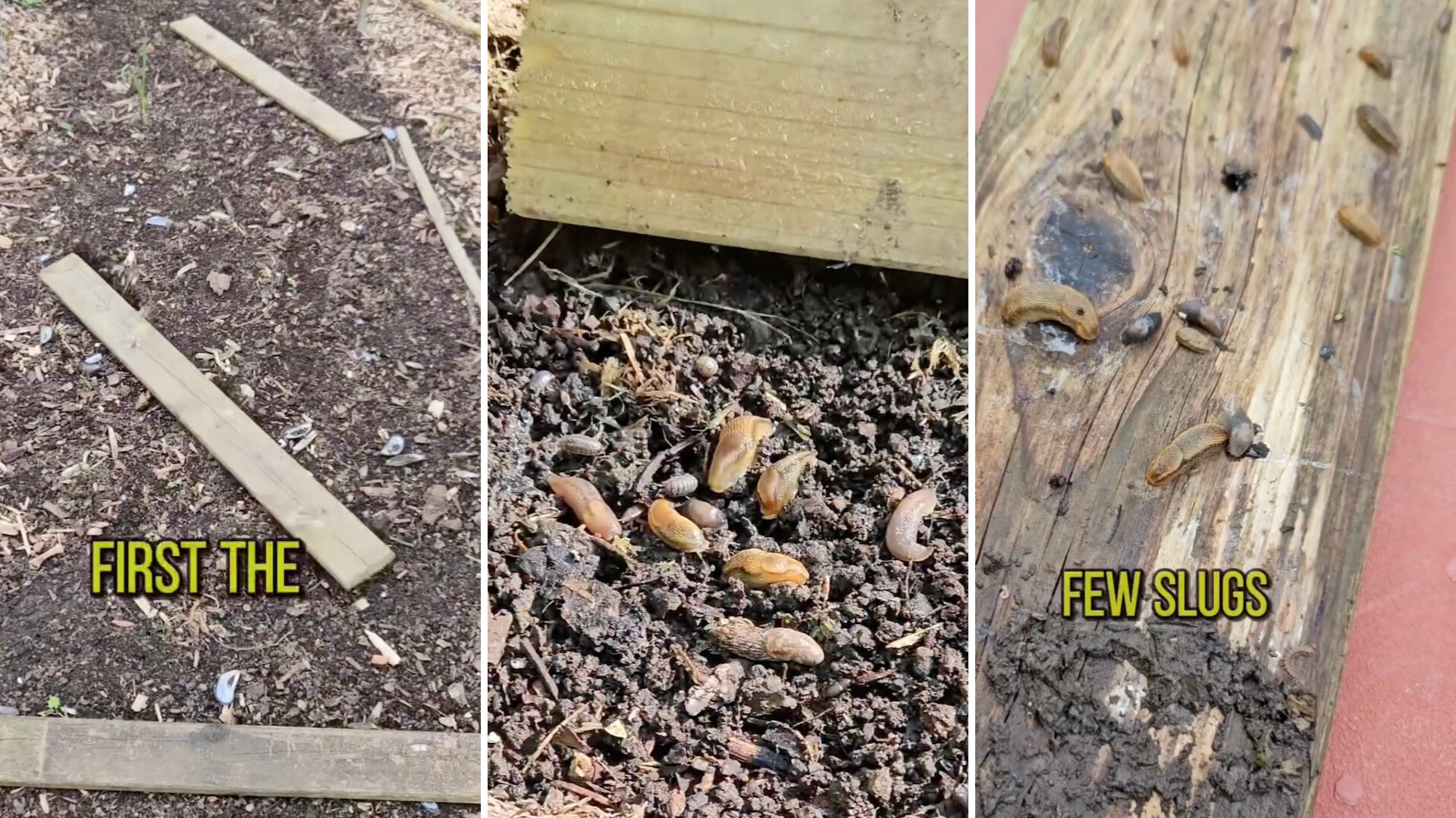 Gardener shares method behind 'the best slug trap' to keep them out of your garden: 'I've been catching more slugs every day'