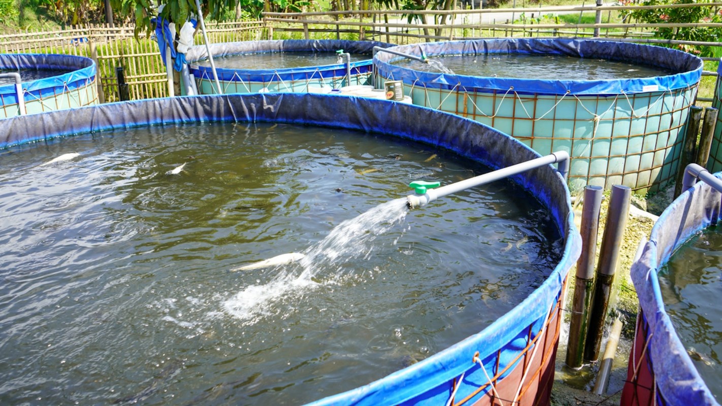 "Reducing the reliance on fishmeal and contributing to the sustainability of the aquaculture industry."