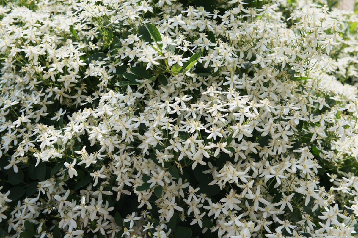 Gardener warned about 'adorable' plant that could take over backyard: 'Don't be fooled or tempted by its beauty'