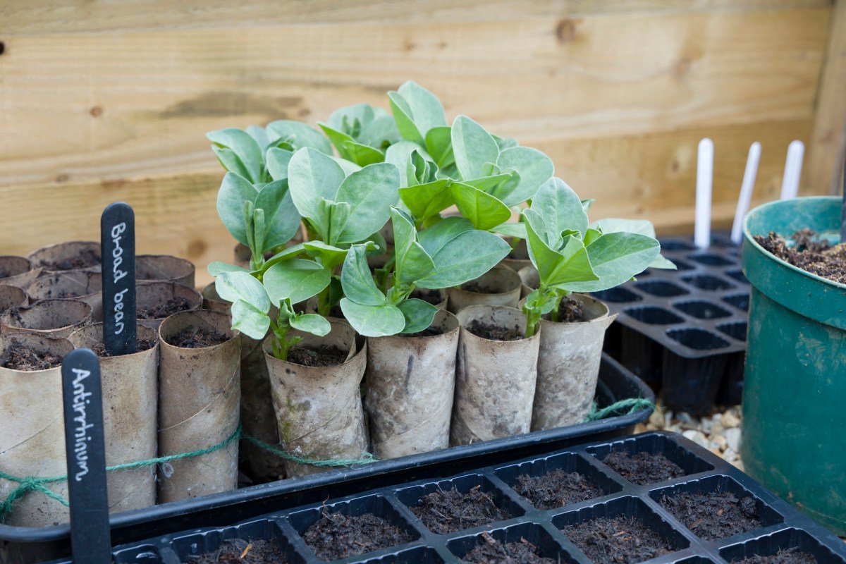 Expert gardener reveals common mistake in popular garden hack that will dry out plants: 'I'd be so sad if my seedlings died'
