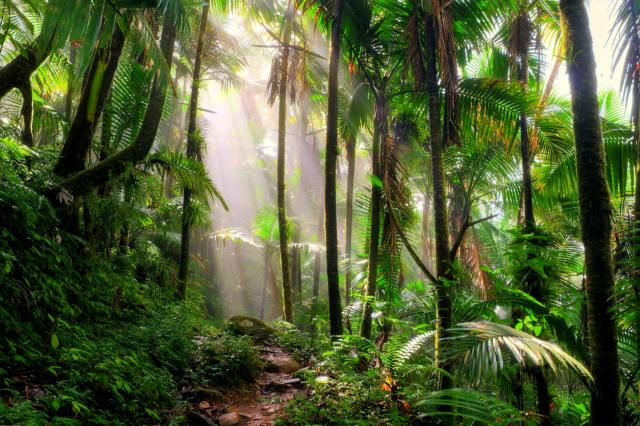 The research looked at tropical forests in places like the Amazon and Congo.