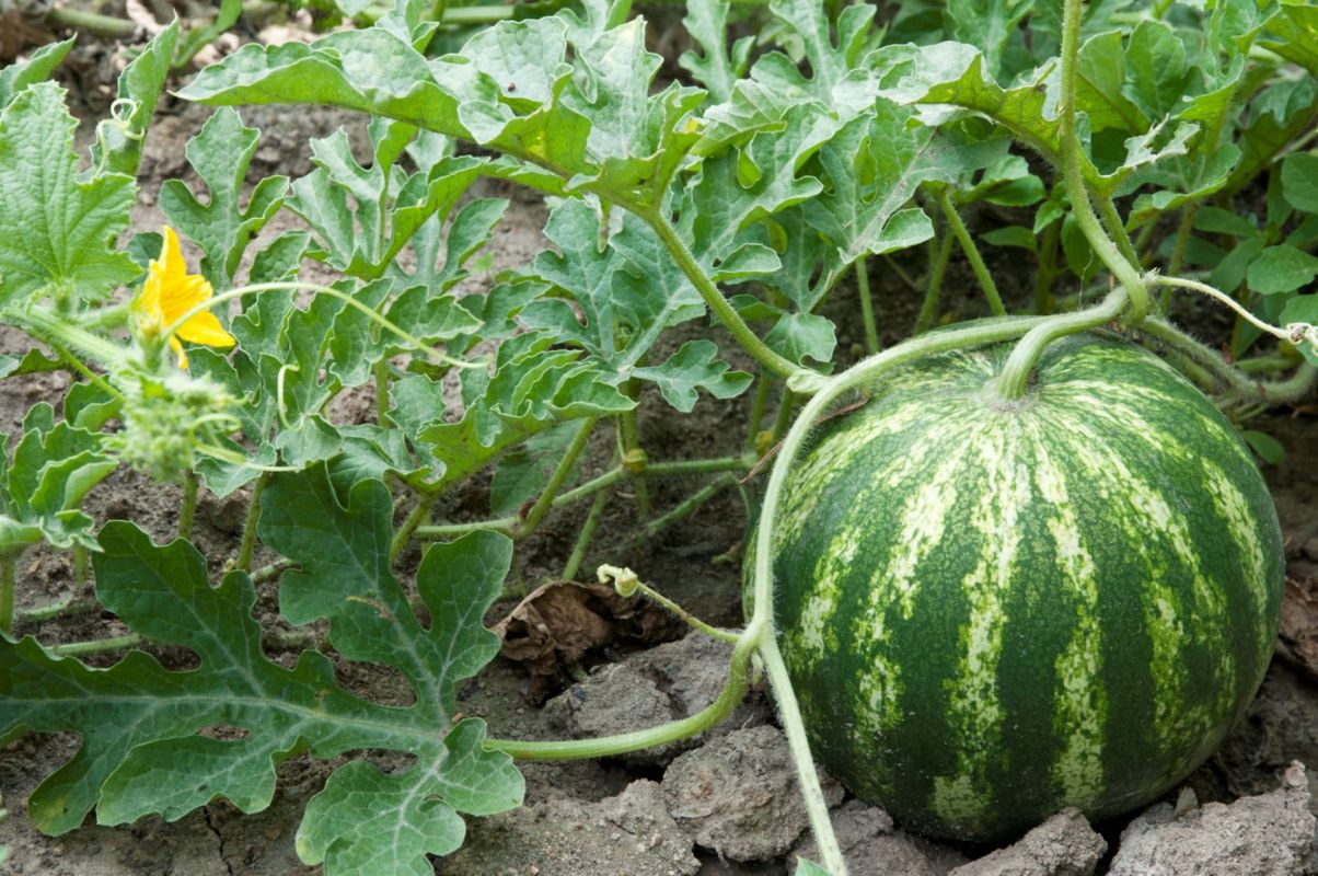 "It is almost guaranteed related to watering practices."