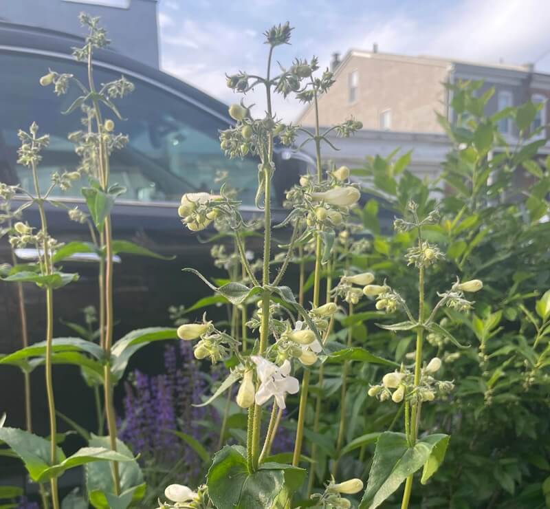 No matter where you live, growing native plants on your own land will benefit you, your family, and your neighbors.