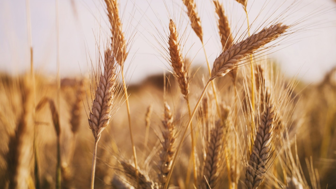 Wheat blast currently threatens roughly 16 million acres of cropland.