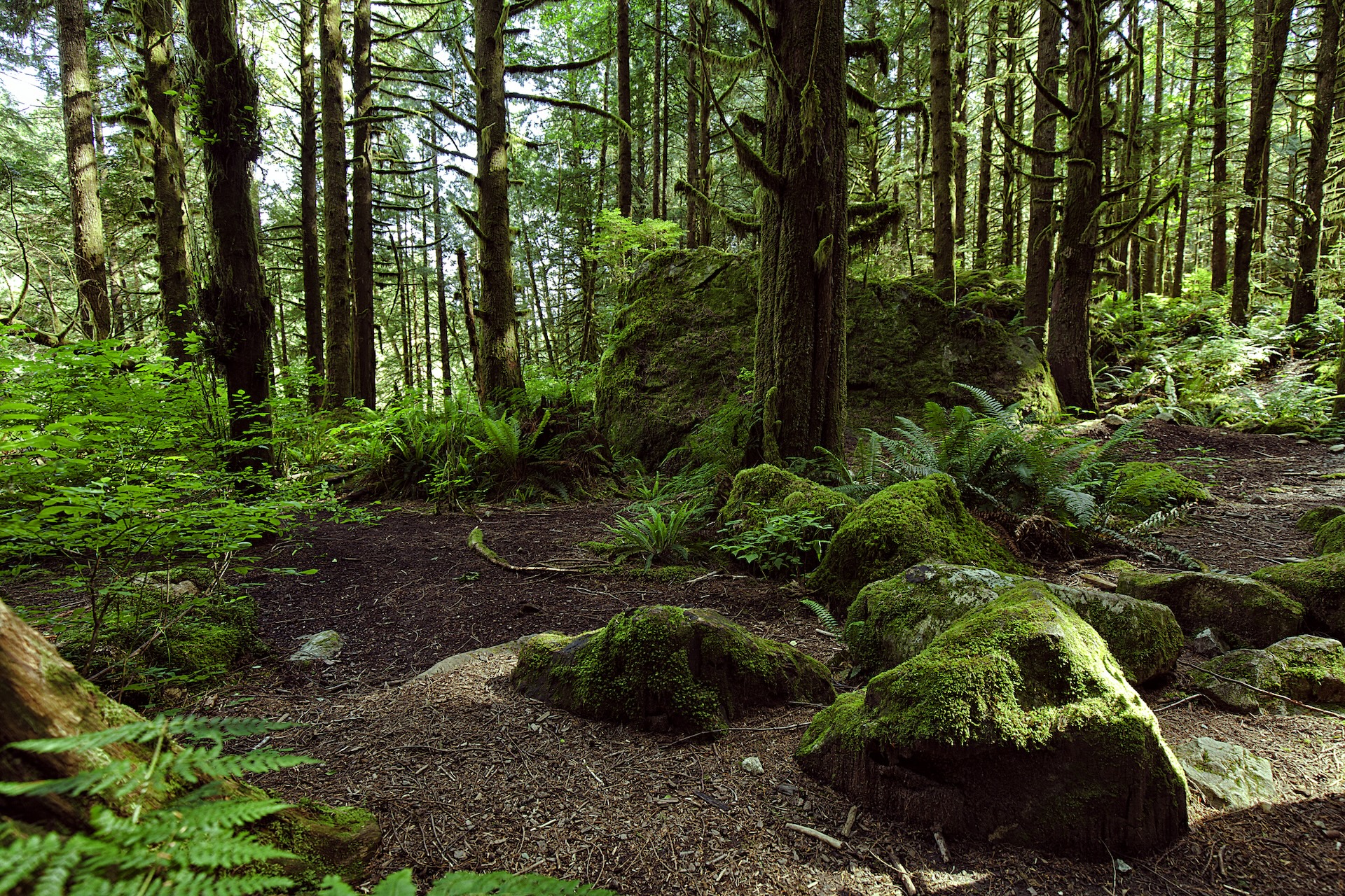 "Our mountains used to be rich with wildlife that is now rare or functionally extinct in our state."