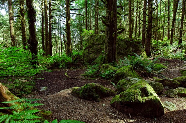 "Our mountains used to be rich with wildlife that is now rare or functionally extinct in our state."