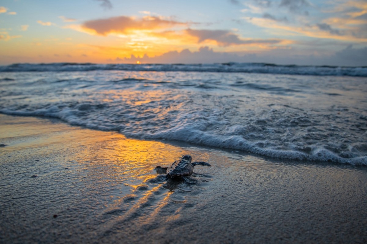 "Fifteen baby turtles were rescued, cleaned, and then monitored."