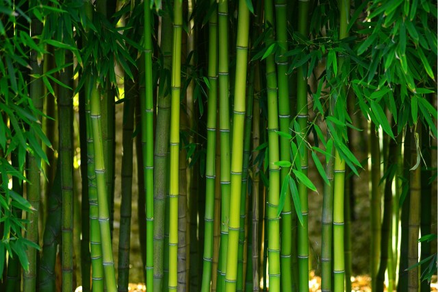 "Neighbor planted bamboo before we bought the house roughly 3 years ago and now we're dealing with it."