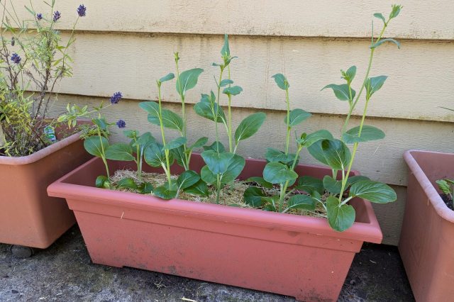 “I plant them and my basil under my tomato plants to keep them shaded!”