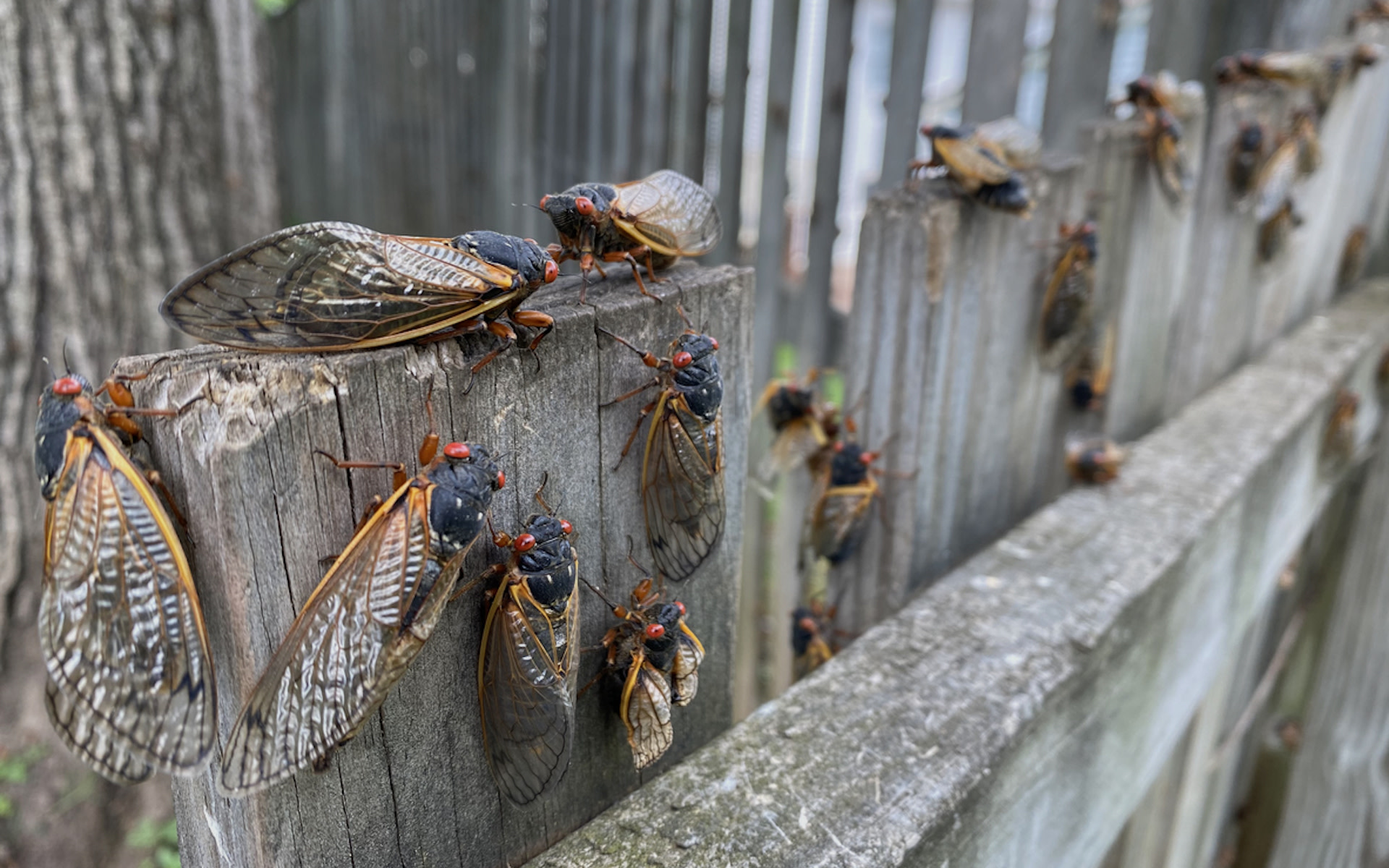 "The predators can eat every cicada they want, and there's still millions left to reproduce."