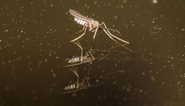 The risks of mosquito-borne disease go much further than just dengue.