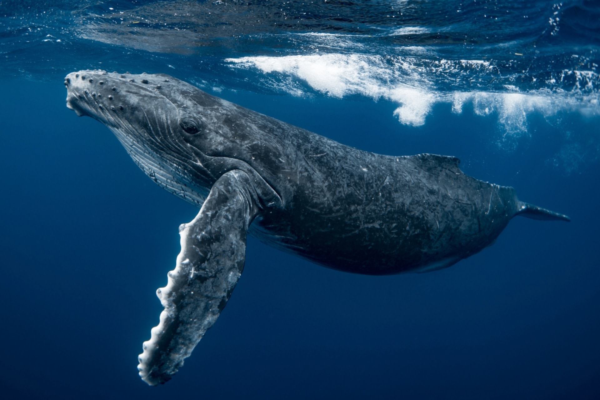 "It's unfortunate that a lot of whales do become entangled multiple times in their lives."