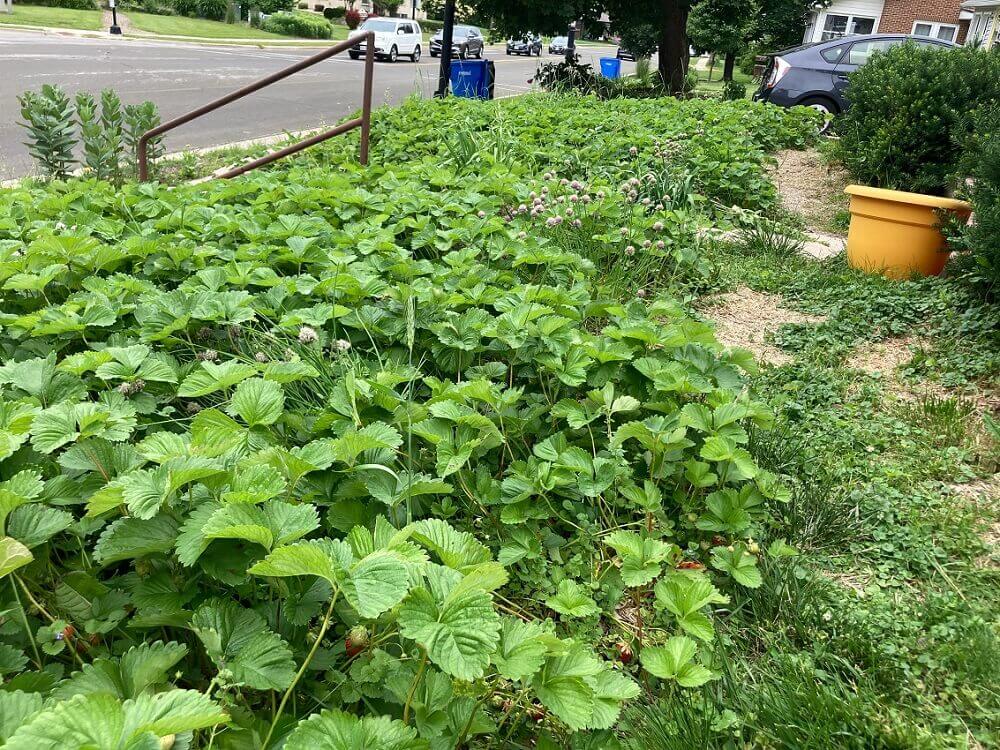 "Actually having a yard that gives you something back when you take care of it."