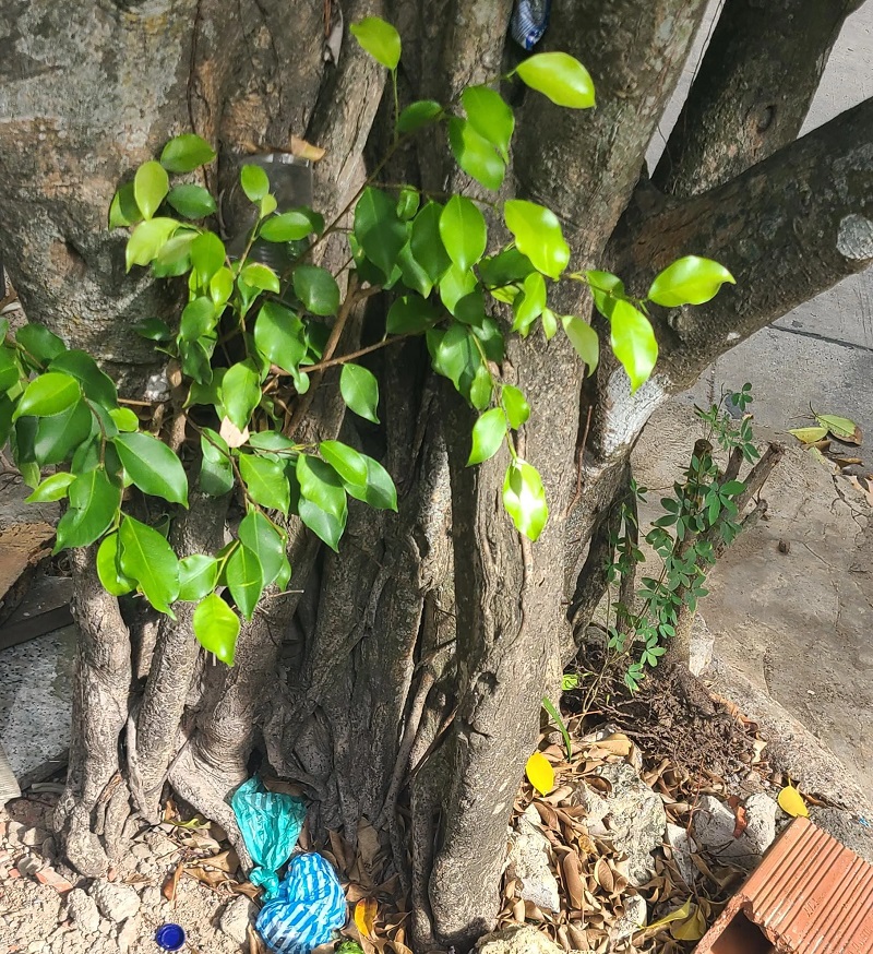 "This is how some of my neighbors dispose of their dog poop."