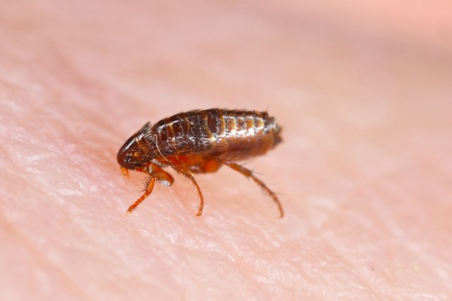 "A large increase in the number of fleas ... could have substantial effects on plague dynamics in the western United States as the climate warms."