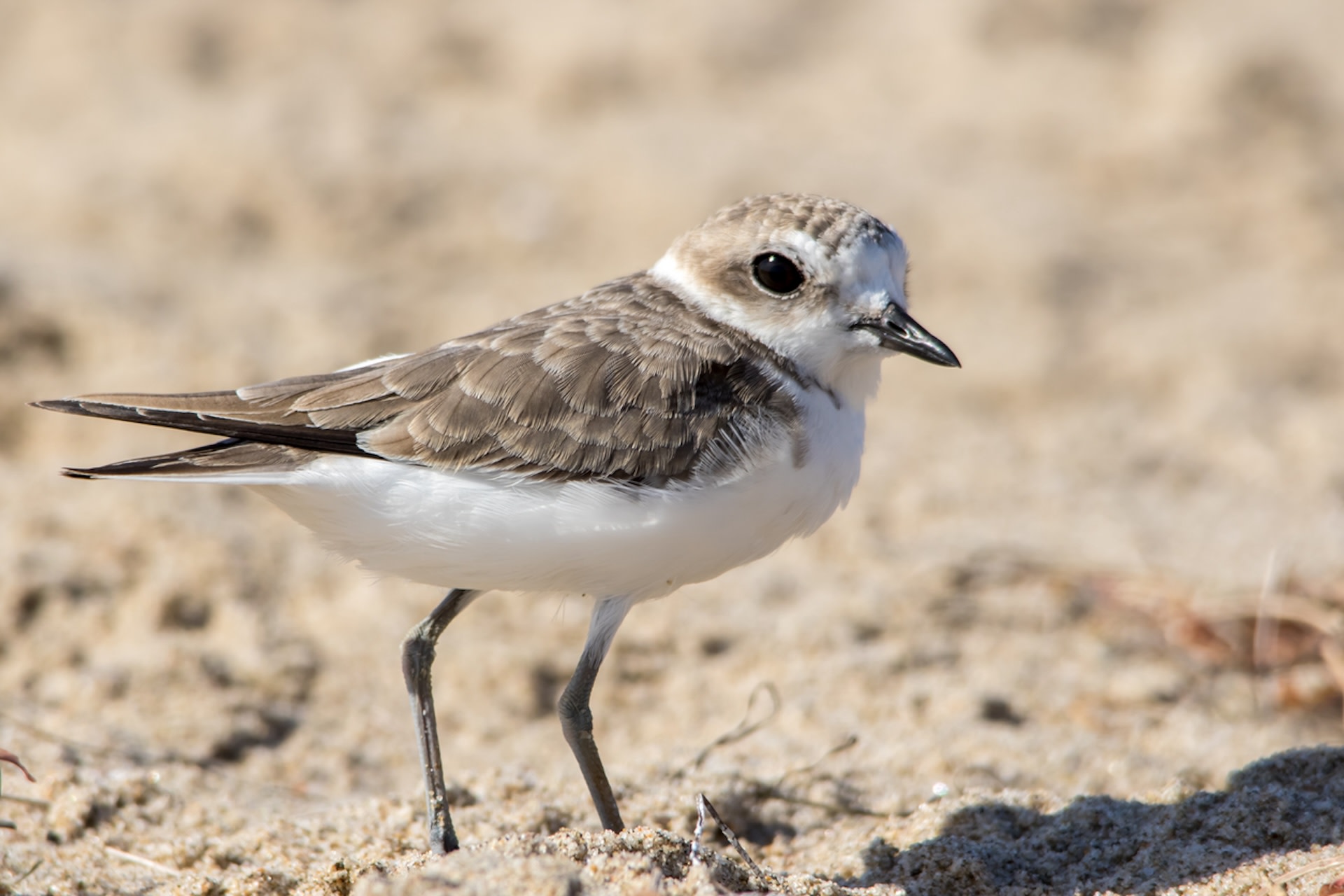 "It takes all of us, so we urge people to do their part to understand nesting season rules and to share the beach this spring and summer."